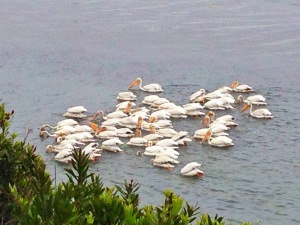 American White Pelicans by Janet Tervo