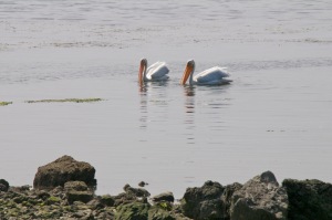 American White Pelicans off Bodega Bay by Allen Vinson