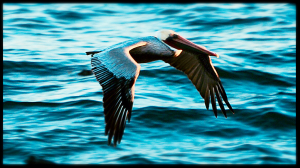 An adult Brown Pelican by Peter Cracknell