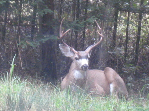 Beautiful Buck by Glenn Funk