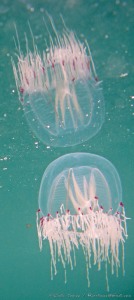 Bell Jellies JAN by Craig Tooley