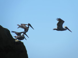 Brown Pelicans take off by Harm Wilkinson