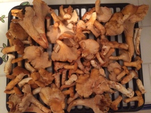 Early Chanterelles by Ron Champoux