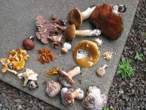 Eleven varieties of edible mushroms by Subir Sanyal