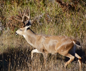 Four point buck by Clay Yale