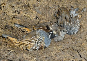 Quail taking a sand bath by Siegfried Matull