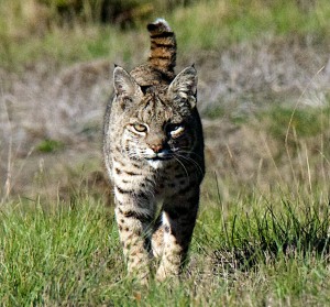 The stare of a Bobcat by Allen Vinson