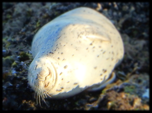 The sun sure feels good - a Harbor Seal rests by Peter Cracknell