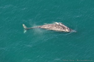 A Gray Whale by Craig Tooley