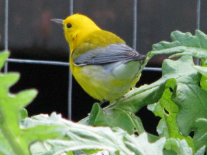 A rare visitor - a male Prothonotary Warbler by Leslie Dahlhoff