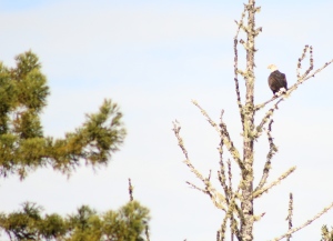 Bald Eagle by Nathan Becker