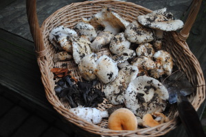 Basket of edible mushrooms by Jeanne Jackson