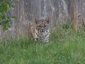 Bobcat by Niki Ward