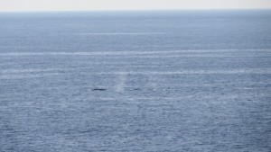 Early California Gray Whales migrating south by Richard Kuehn