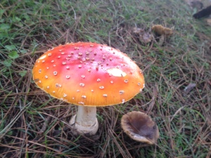 Fly Amanita by Jim Garlock