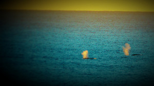 Gray Whales at sunset by Peter Cracknell