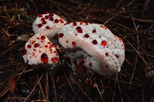 Hydnellum peckii, Strawberries and Cream, by Ken Browning