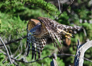 Immature Red-shouldered Hawk by Paul Brewer