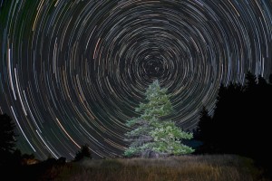 Merry Christmas tree and stars by Paul Kozal