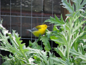 male Prothonotary Warbler by Leslie Dahlhoff