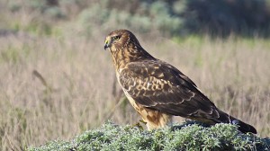 A juvenile Northern Harrier by Richard Kuehn