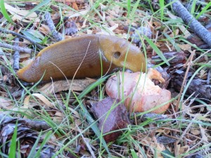 Banana slug munching on mushroom by Ann Davis