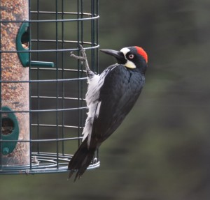 Female Acorn Woodpecker by Clay Yale