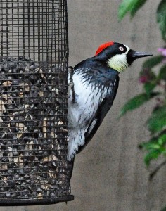 Female Acorn Woodpecker by Siegfried Matull