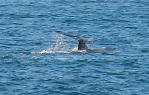 Gray Whale tail by Carol Bogovich