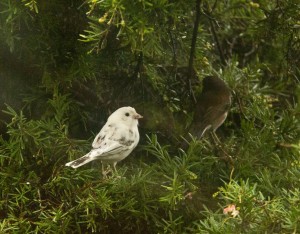 Leucistic Dark-eyed Junco by Barbara Pratt (Large)