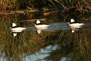 Male Buffleheads by Roland Coombs (Large)