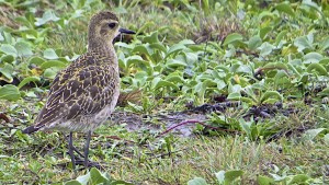 Pacific Golden-Plover by Richard Kuehn