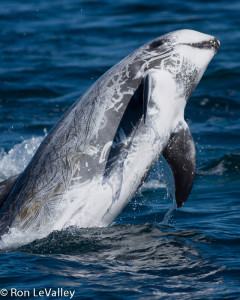 Risso's Dolphin 1 by Ron LeValley