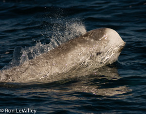 Risso's Dolphin emerges by Ron LeValley