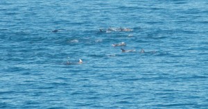 Risso's Dolphins by Tom Eckles