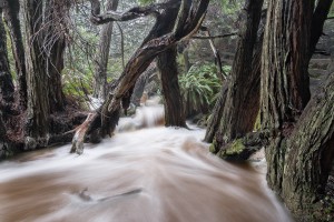 Salal Trail Waterfall by Paul Kozal