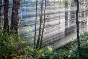 Sunbeams in the forest by Allen Vinson