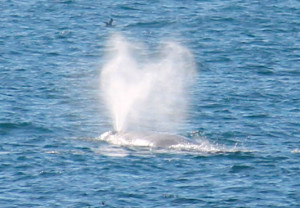 The heart-shaped blow of a Gray Whale by Carol Bogovich