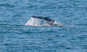 The tail of a Gray Whale by Carol Bogovich