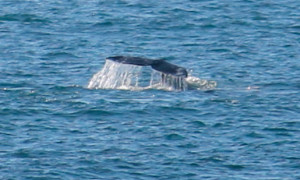 The tail of a Gray Whale by Carol Bogovich