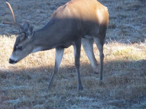 Tripod, the three-legged Buck by George Marshall