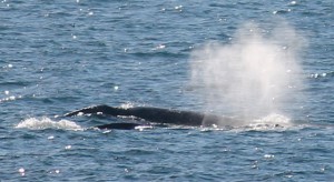 Two  Gray Whales by Carol Bogovich