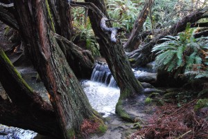 View of waterfall on Salal Trail by Jeanne Jackson (Medium)