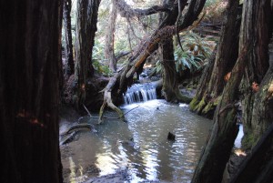 Waterfall on the Salal Trail by Jeanne Jackson (Medium)