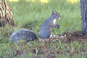 Western Gray Squirrel by Ron LeValley