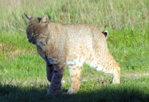 A Bobcat just walked by my window by Mark Simkins