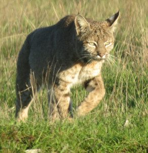 A Bobcat on the move by Mark Simkins