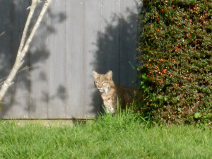 A Bobcat watches by Margaret Lindgren