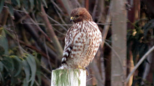 A juvenile Red-shouldered Hawk by Mark Simkins