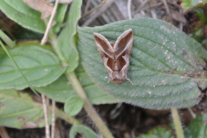 Autographa, a unique moth by Marilyn Green